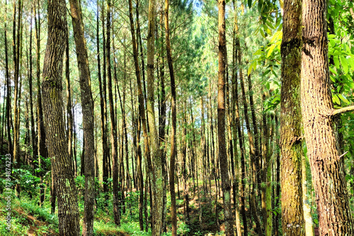 A dense forest with closely packed tall trees, creating a vertical illusion and dominating shadows in the area.