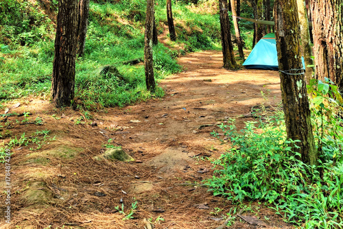 A dirt path in the middle of a pine forest with a small blue tent in the distance, indicating a camping activity.