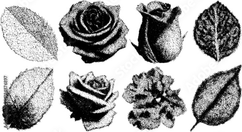 Vintage engraving of roses and leaves. Hand-drawn black outline illustrations in a traditional botanical style vector set.