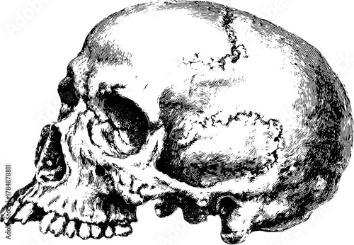 Vintage skull engraving in line drawing style. Detailed vector illustration for educational or artistic use.