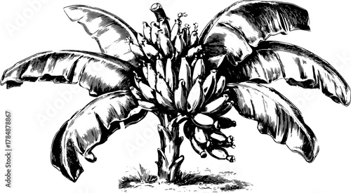 Vintage banana tree illustration in detailed engraving style. Black and white vector art showcasing nature with a simple, elegant design.