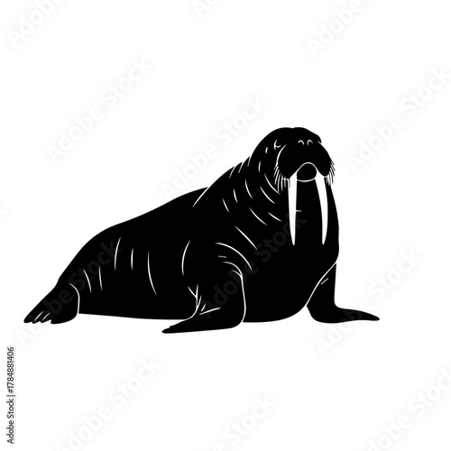 A black silhouette of a walrus with prominent tusks resting on a white background.