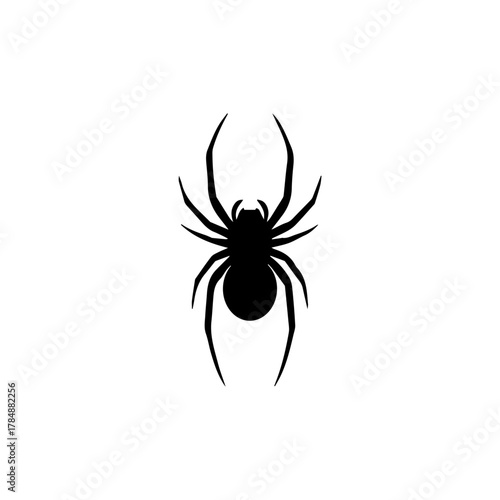 Black spider with long legs on a white background.