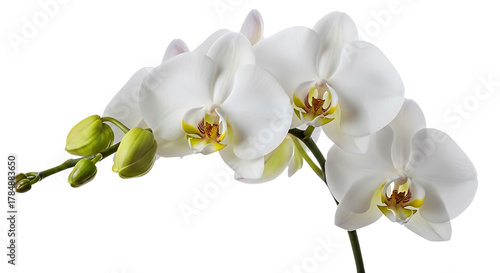 White orchid flowers and buds isolated on transparent background