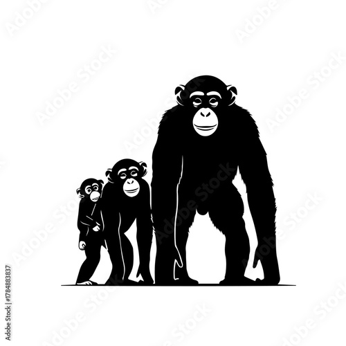 Three chimpanzees of different sizes stand in a row, from small to large, in a black and white illustration.