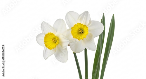 Elegant Daffodils for Spring Celebrations A Fresh Floral Arrangement Symbolizing Renewal Hope and New Beginnings Exquisite Blooms for Botanical Designs and Creative Projects