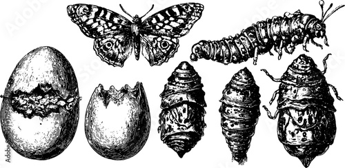Butterfly, caterpillar, and egg in hand-drawn style. Vintage vector illustrations showcasing the transformation process in a set of black outline illustrations.