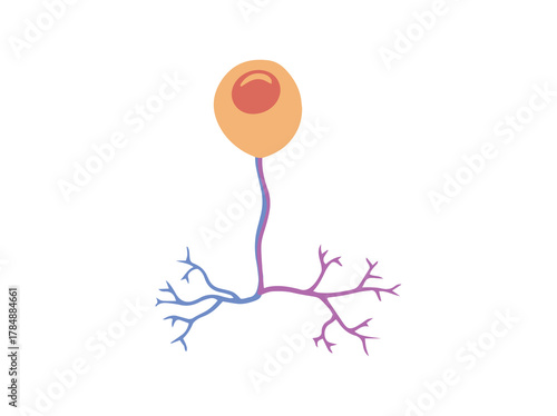 Uniporal Neuron Cell or Sensory Neuron