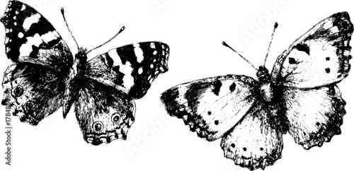 Butterfly engraving in vintage style. Detailed black and white outline vector illustration of nature's intricate designs, featuring wings in a classic set.