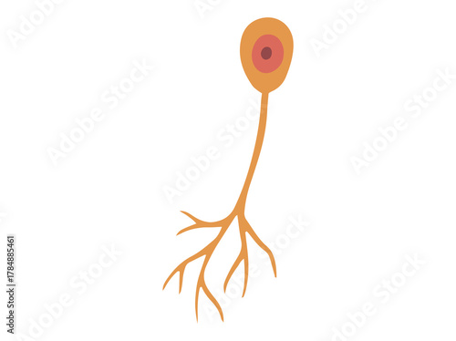 Uniporal Neuron Cell or Sensory Neuron