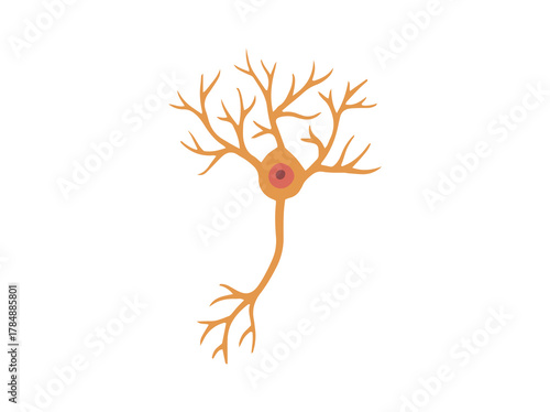 Purkinje Neuron Cell Clip Art