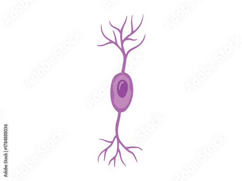 Biporal Neuron Cell or Interneuron