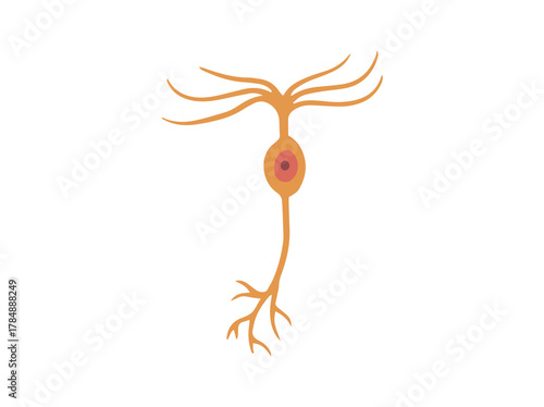 Biporal Neuron Cell or Interneuron
