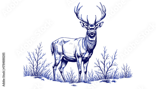 Vintage sketch of a deer standing in winter thicket with blue ink  
