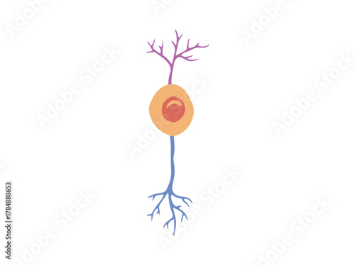 Biporal Neuron Cell or Interneuron