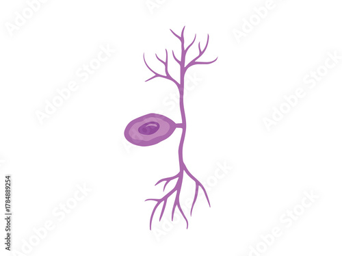 Pseudounipolar Neuron Cell Clip Art
