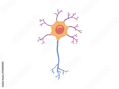 Multiporal Neuron Cell or Motor Neuron