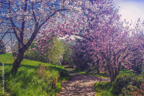 Frühlingsweg unter Kirschblüten
