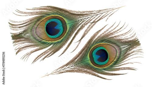 Vibrant ocellus feather set from peacock isolated on transparent background