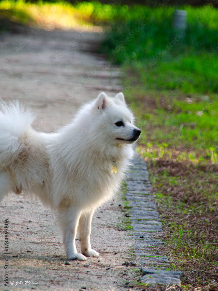 Obraz premium Cão fofo branco a olhar para a paisagem atentamente