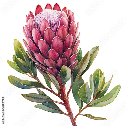 watercolor vector of Protea Flower, isolated on a white background.