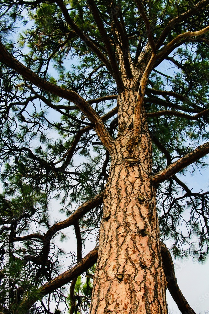 Fototapeta premium old tree in the park