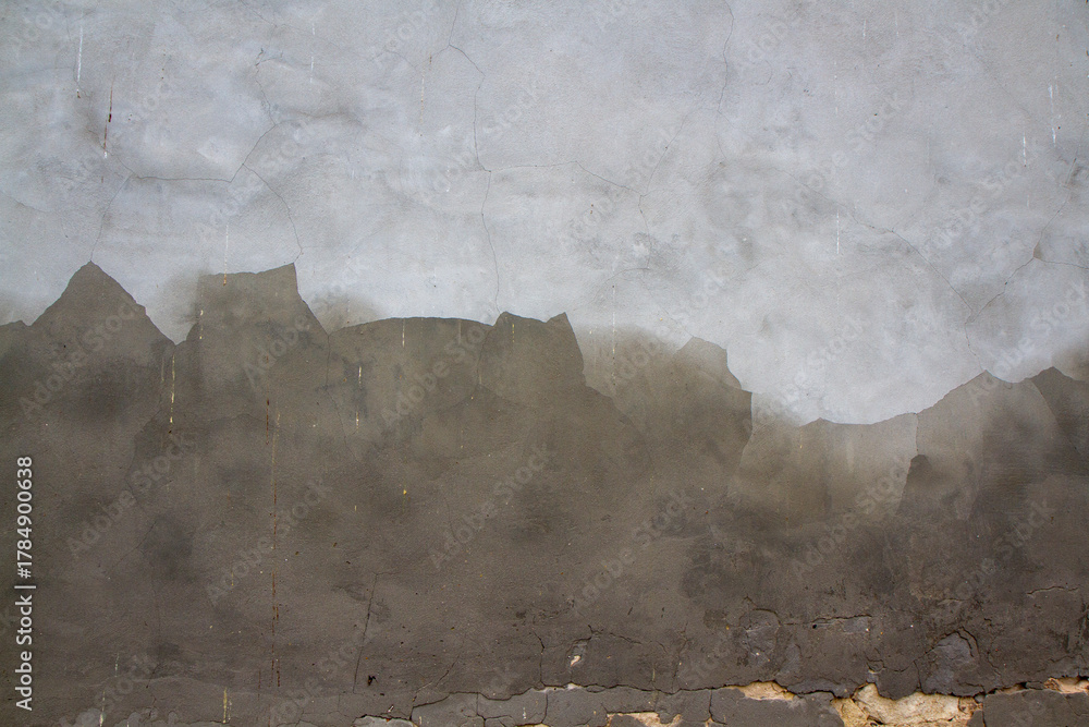 Obraz premium Grzyb na ścianie