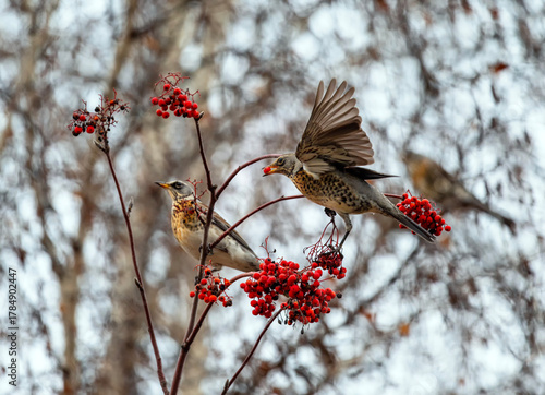a pair of birds thrushes fieldfare sitting on a branch with scarlet ripe berries and eating them
