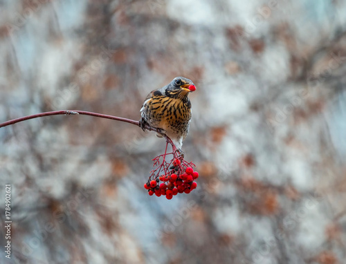 A fieldfare thrush sits on a branch with scarlet ripe berries and holds one i...