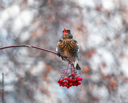 thrush fieldfare sitting on a branch with scarlet ripe berries and eating them