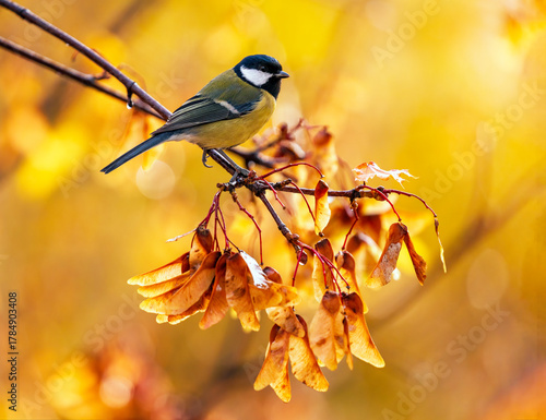 Tit bird sitting on maple tree branches with golden foliage and seeds in autu...
