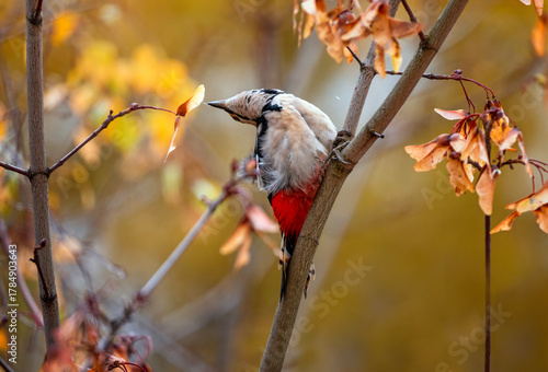 Woodpecker bird sits on the branches of a maple tree with golden foliage in a...