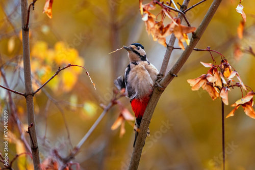 Woodpecker bird sits on the branches of a maple tree with golden foliage in a...