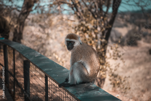 Canvas Print A beautiful African monkey in the savannah
