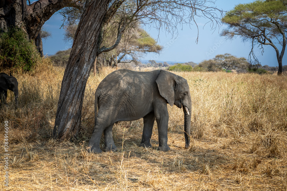 Fototapeta premium Beautiful elephants in the African savannah. National Park. Sunny day.