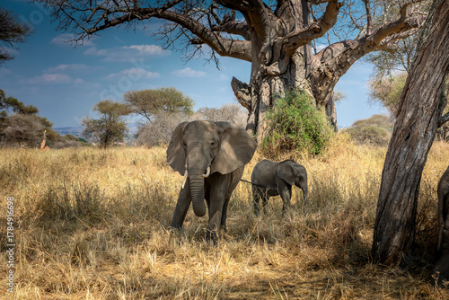 Photography Beautiful elephants in the African savannah