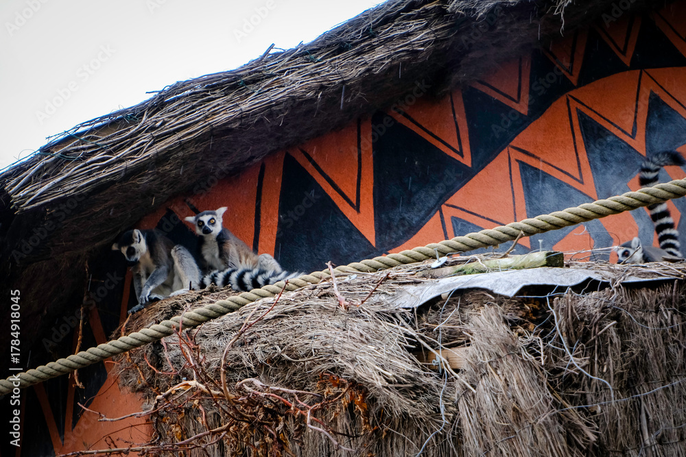 Obraz premium Two Ring-Tailed Lemurs with Striped Tails Cute Exotic Primates in Natural Habitat