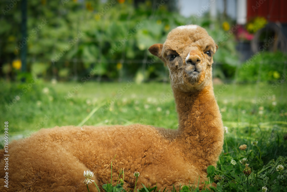 Obraz premium Brown Alpaca