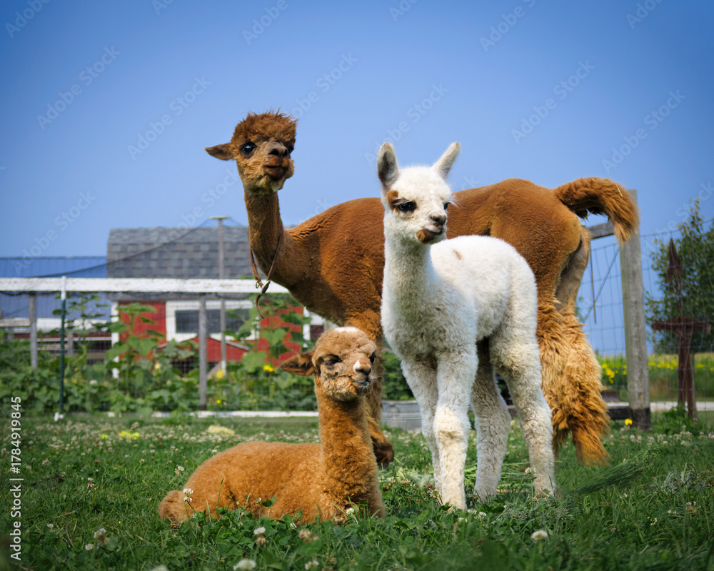 Obraz premium Mom and Babies