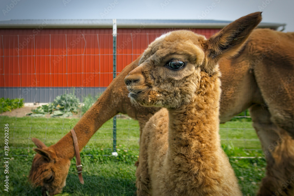 Obraz premium The Baby