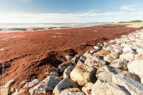 Fotomural Échouage massif d'algues rouges sur une plage dans une large baie