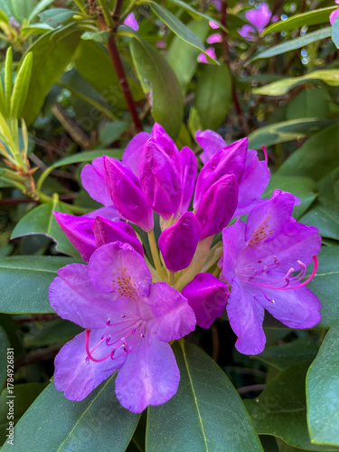 Rhododendron Blüte in rosa pinkt mit unscharfem Hintergrund