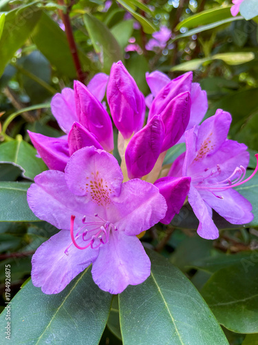 Rhododendron Blüte in rosa pinkt mit unscharfem Hintergrund