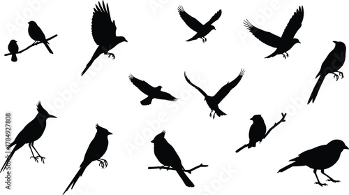 Bird silhouette icons, perched birds, flying birds, black vector, feather shapes, wing spread, crest birds, nature symbols, wildlife, graphic set