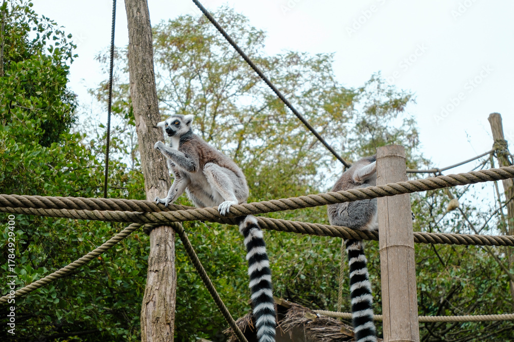 Obraz premium Ring-Tailed Lemur on Rope Close-Up Portrait of Curious Exotic Primate. 