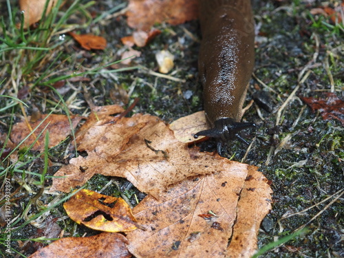 molusco terrestre sin concha, repta para desplazarse, a su paso deja abundante babosa, color gris, cuatro antenas, Galicia, España, Europa  