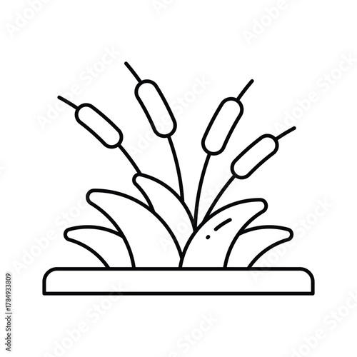 A line drawing depicts cattails and leaves growing out of a rectangular base