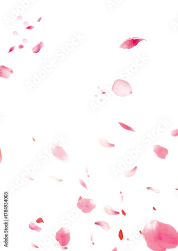 red rose petals