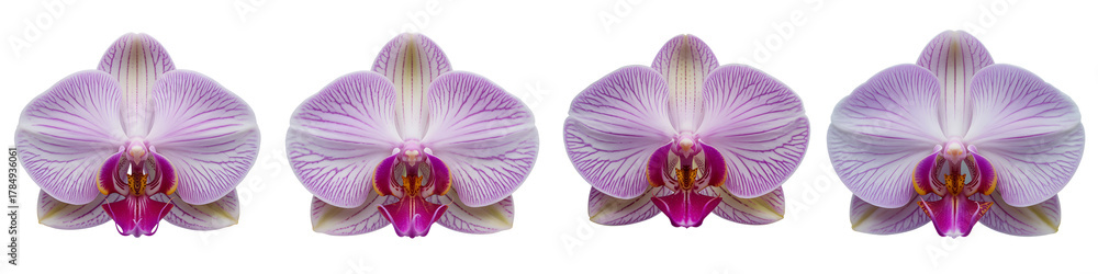 Fototapeta premium Four orchid flowers isolated on transparent background