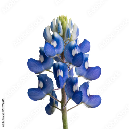 Bluebonnet Flower isolated on white background 